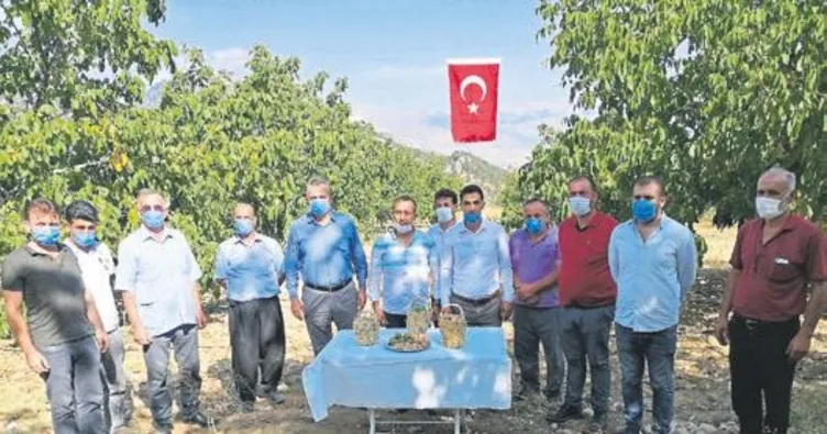 Ceviz bahçesinde hasat şenliği