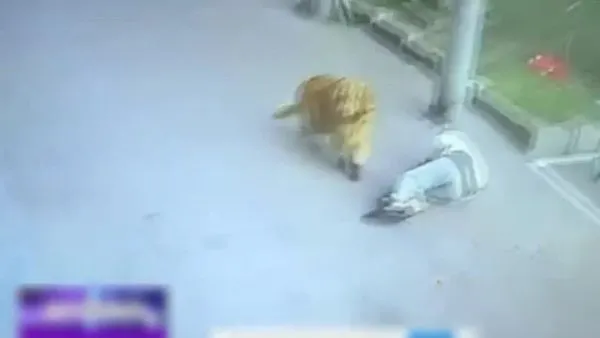 Sokakta yürürken başına gökyüzünden kedi düştü | Video