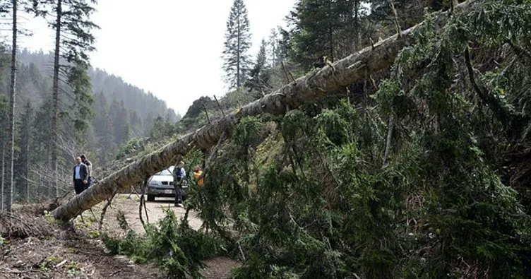 Ağaçlar fırtınanın şiddetine dayanamadıFırtına onlarca ağacı kökünden söktü
