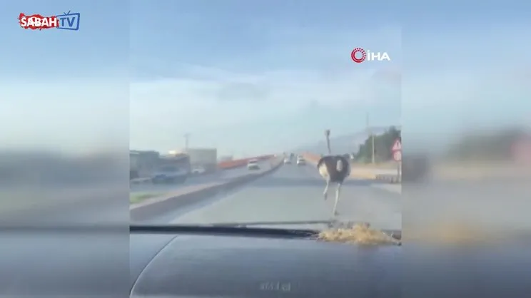 Deve kuşunu trafikte gören vatandaşın şaşkınlığı gülümsetti | Video