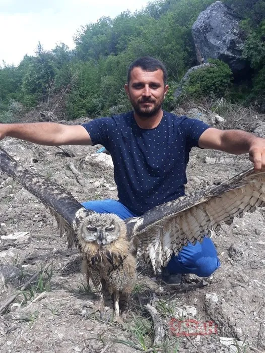Yaralı bulunan kulaklı orman baykuşu koruma altına alındı