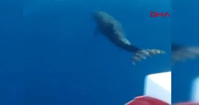 Balıkesir Edremit’te cankurtaran teknesiyle yarışan yunuslar kamerada | Video