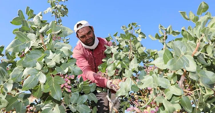 Gaziantepli üreticilerin ’Kırmızı kabuklu’ fıstık mesaisi sürüyor