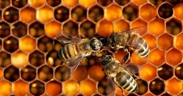 Arının gücü yani Apiterapi ile yaralar iyileşiyor, bağışıklık güçleniyor!