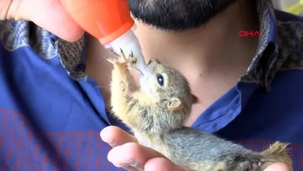 Bulduğu yavru sincabı biberonla besliyor | Video