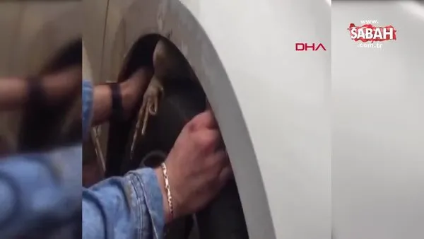 Antalya'da otomobilin ön tekerine sıkışan iguana, güçlükle çıkarıldı | Video