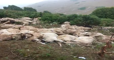 20 metre yükseklikten yuvarlandılar: 88 koyun telef oldu #ordu