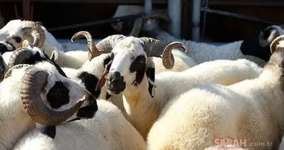 KURBAN KESİLİRKEN OKUNACAK DUA|| Kurban kesme duası nasıl okunur, hangi dualar okunur, nasıl tekbir getirilir, niyet edilir?