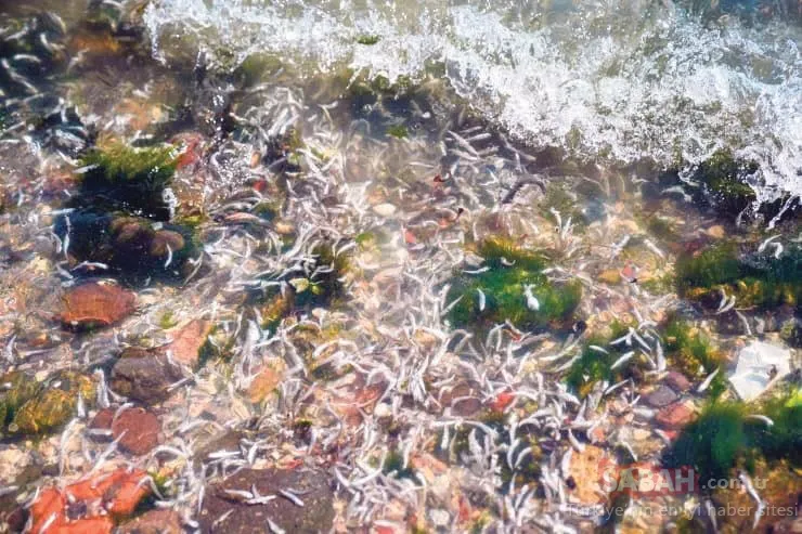 İzmir Körfezi’ndeki balık ölümleri ve kirliliği önlemek için önemli çalışma: Bilim Kurulu üyeleri önerilerini anlattı