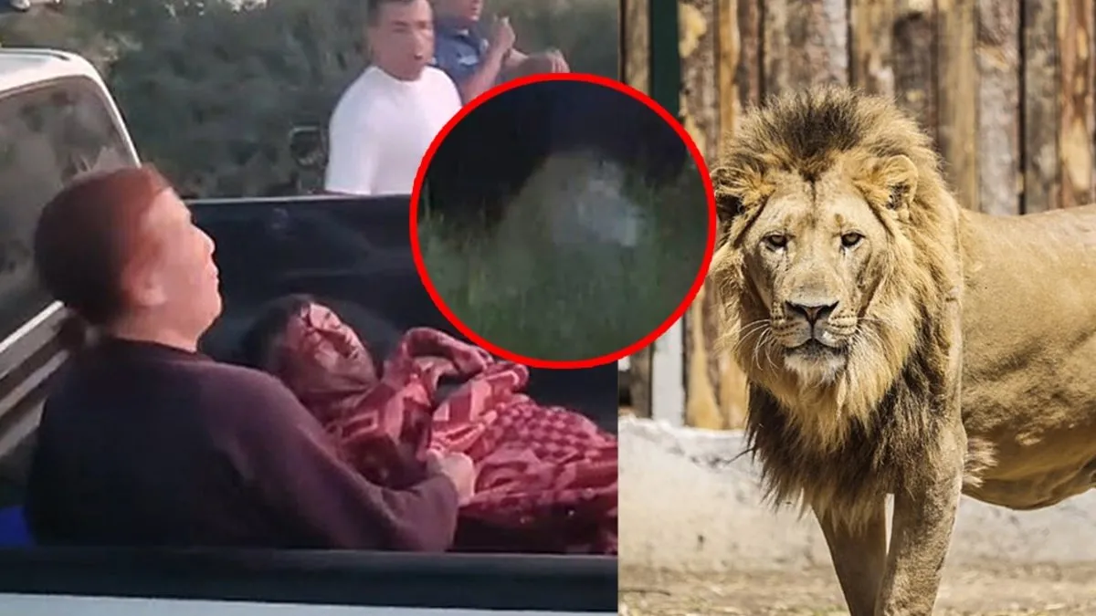 Antalya’da aslan paniği! Hayvan parkından kaçtı 1 kişiye saldırdı! Her yerde aranıyor!