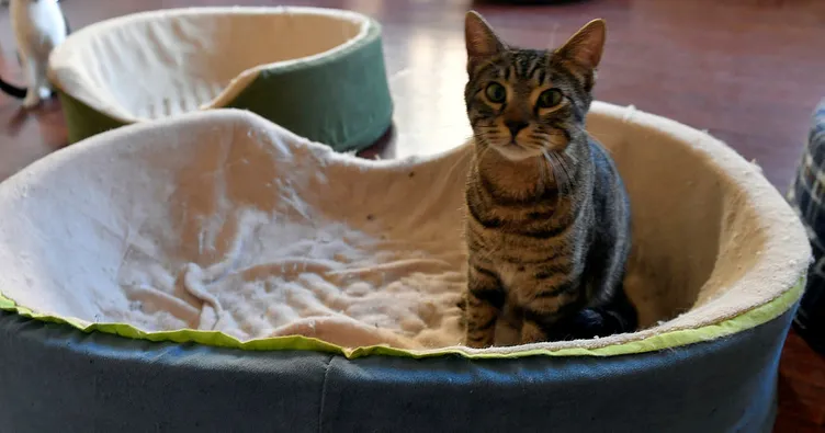 Hong Kong’da 2 bin hayvan itlaf edilecek