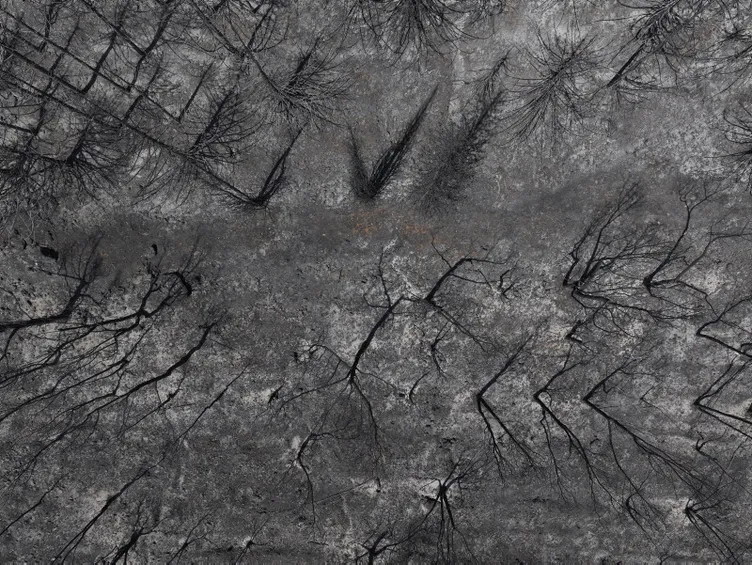 Ege yeşilden griye döndü! Son 10 yılda Yalova büyüklüğünde alan yandı