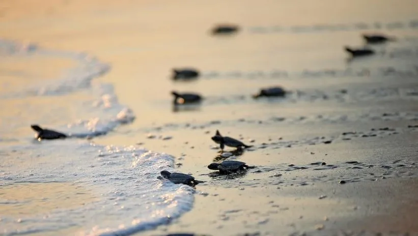 Deniz kaplumbağaları hayata yol alıyor
