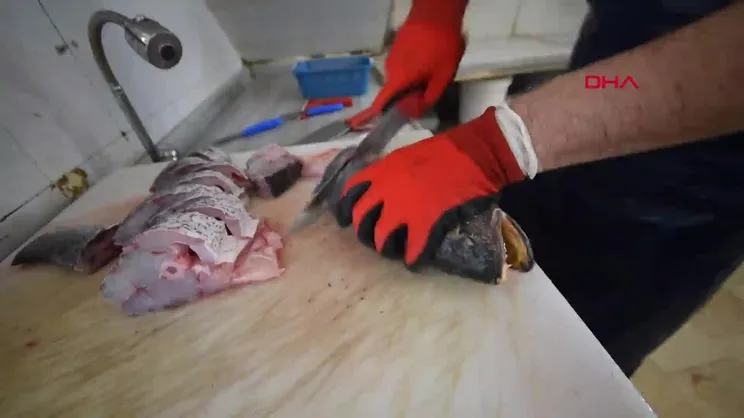 Balık 70, kafasından çıkan taş 600 TL