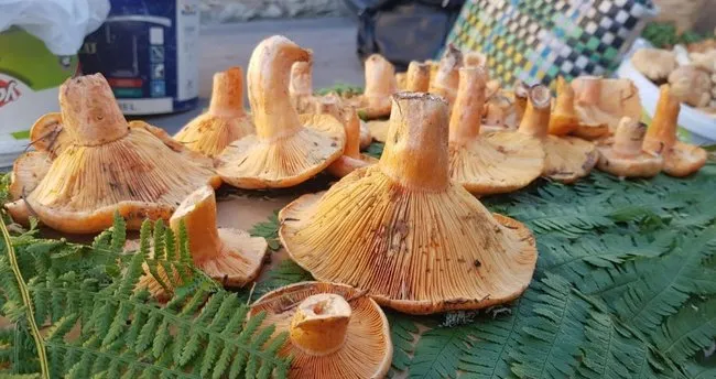 Kanlıca Mantarı Nasıl Pişirilir? Kanlıca Mantarı Nasıl Kızartılır, Püf Noktaları Neler?