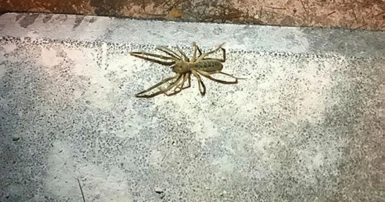 Elazığ’da &quot;Sarıkız&quot; örümceği görüntülendi Son Dakika Haberler