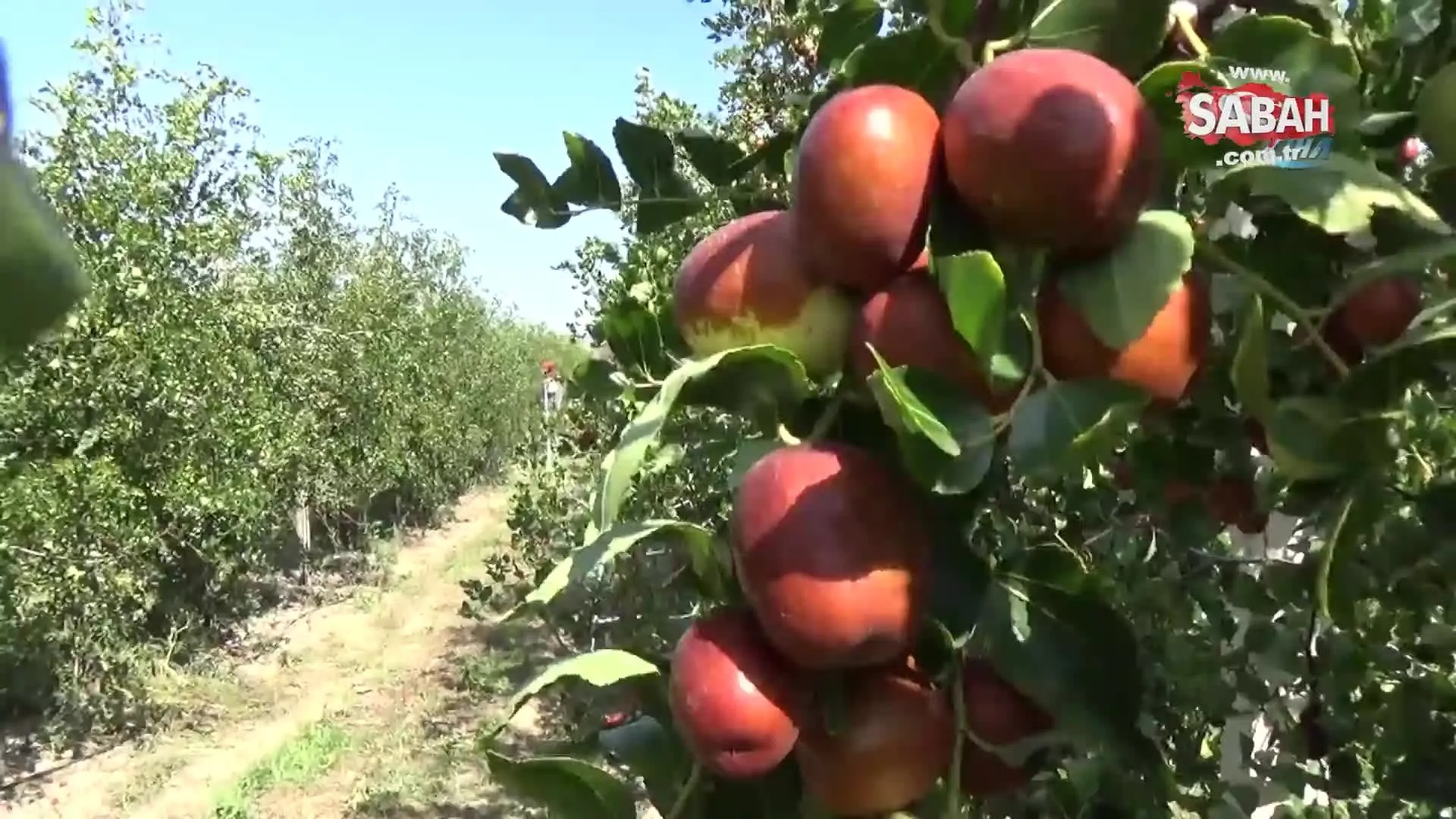 Amasya Da Ruyasinda Gordu 6 Yilda Diktigi 13 Bin Hunnap Fidesi Ile Siparislere Yetisemiyor Videosunu Izle Son Dakika Haberleri