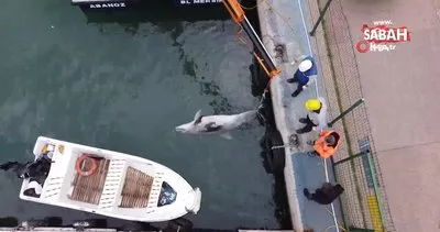 Boyu 2,5 metre: Mersin’de yunus balığı ölü olarak bulundu | Video