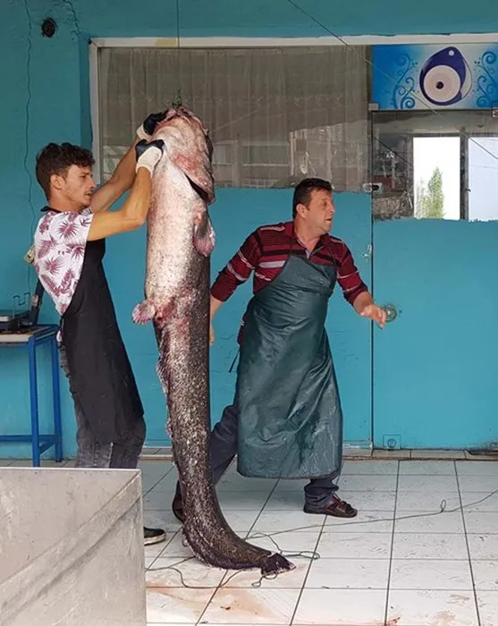 Gölde 80 kiloluk yayın balığı yakaladılar!