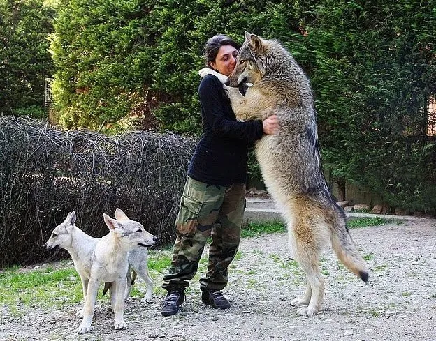 Волк и человек фото сравнение Волк и человек фото сравнение