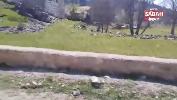 Çoban köpekleri 82 yaşındaki kadına saldırıp öldürdü | Video