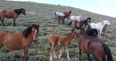 Yılkı atına zarar veren bir kişiye ceza kesildi