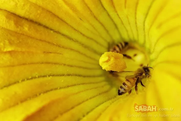 Bir arı mucizesi  propolis