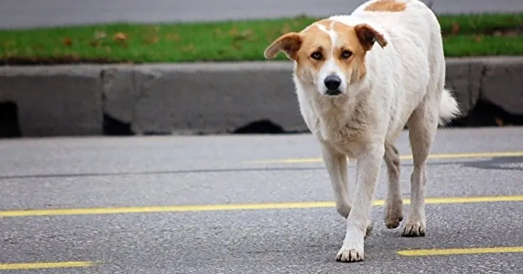 Romanya’da başıboş köpek sorununa çözüm böyle geldi: Ülkede infial yaratan olay sonrası harekete geçtiler