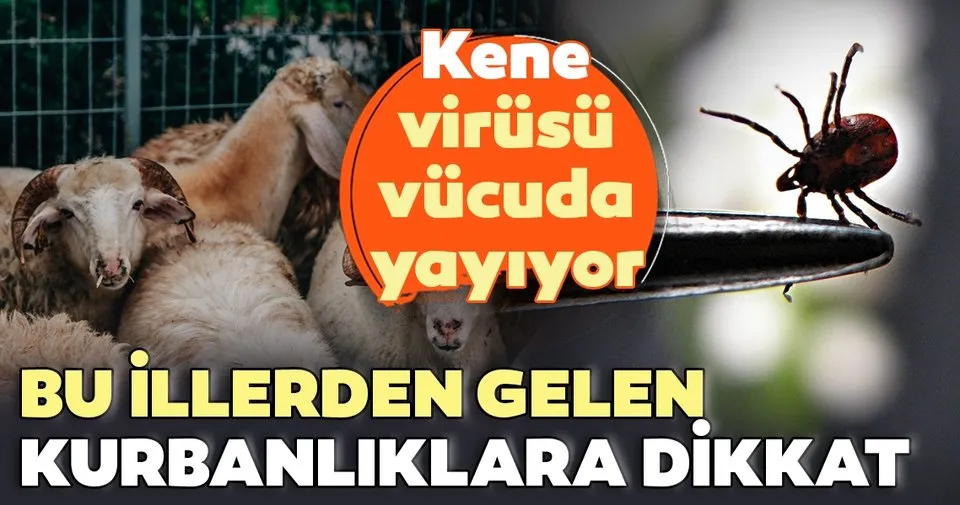 Kurbanlik Hayvanlarda Kene Riski Saglik Haberleri