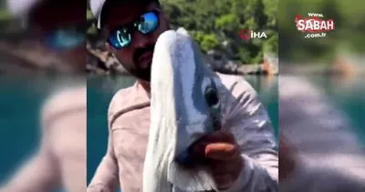 Balon balığı, tenekeyi kraker gibi yedi | Video