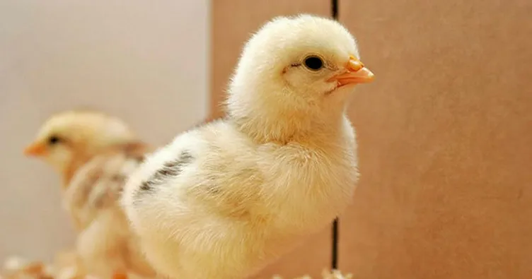 Rüyada civciv görmek ne anlama gelir? - Son Dakika Haberler