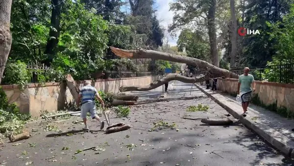 Sarıyer’de çürüyen ağaç yola devrildi