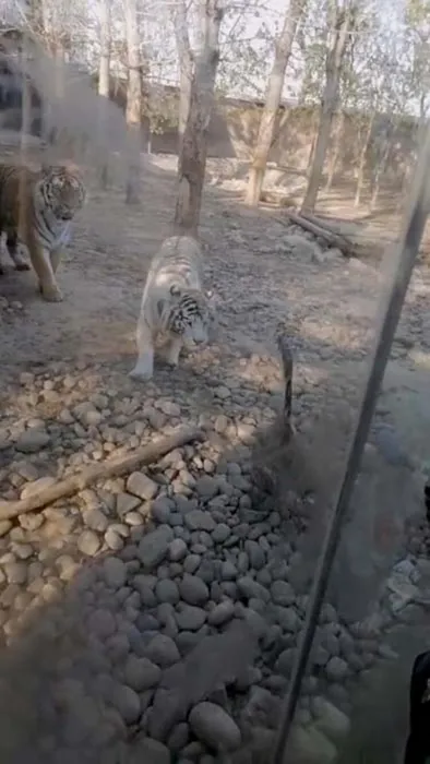 İki Bengal Kaplanı tarafından saldırıya uğradı! Sonuç görenleri şoka uğrattı