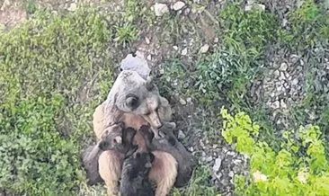 Yavrularını emziren anne ayı gülümsetti #tunceli