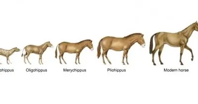 Atın evrimi nedir?