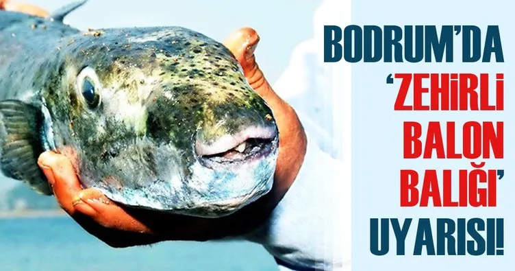 Bodrum’da zehirli balon balığı tedirginliği