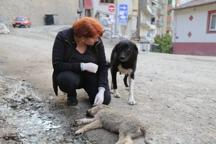 Anne köpek ölen yavrusunun başından saatlerce ayılmadı Son Dakika
