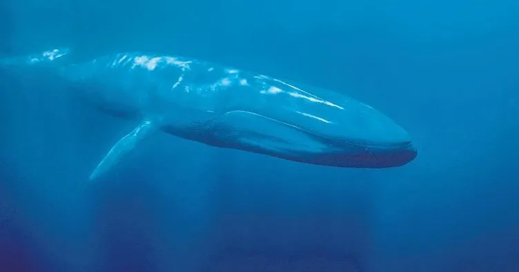 Mavi balina talimatı