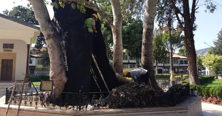 6 asırlık çınar ağaçları koruma altında