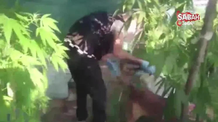Kova içerisinde kenevir yetiştiren 2 şahsa jandarmadan operasyon | Video