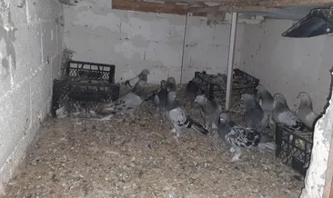 Güvercin hırsızı yakalandı