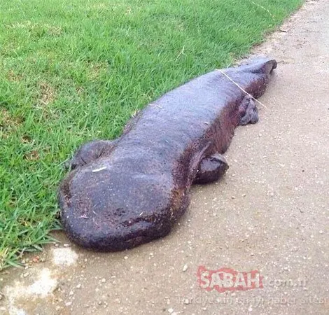Doğada vahşi mücadele