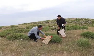Midyat’ın dağlarından ’şifa’ topluyorlar