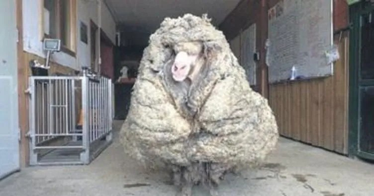 Koyun Baarack’tan 35 kg yün kırpıldı