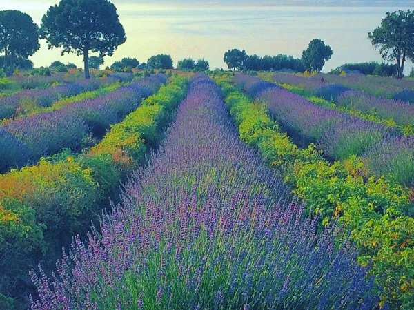 Burdur’da gül ve lavanta turizmi canlandırılacak