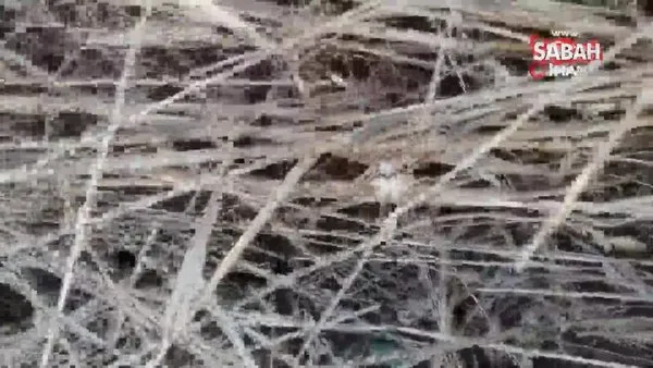 Dünya’nın en zehirli örümceklerinden ‘Argiope lobata’ bu kez de Sivas’ta ortaya çıktı | Video