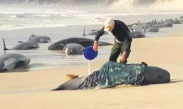 Tazmanya’da 230 balina karaya vurdu