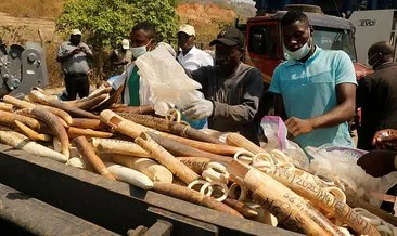 Nijerya’da 2,5 ton fildişi imha edildi