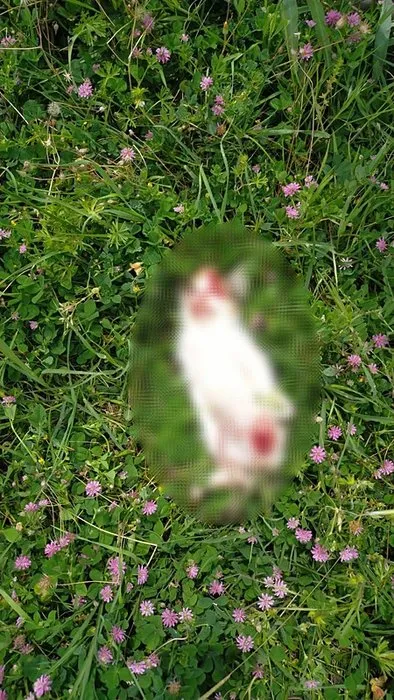Bursa’da vahşet! 6’sı yavru 7 kedi parçalanarak öldürüldü