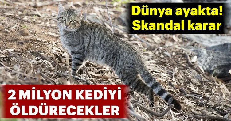 Avustralya 2 milyon kediyi öldürecek